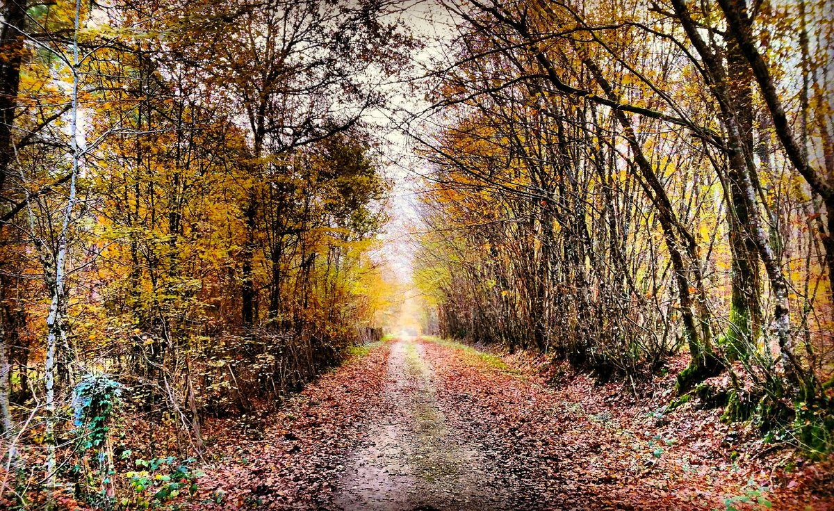 FloC36's tweet photo. La #forêt de #Luant (#Indre) aux couleurs de l'#automne ce vendredi. @AssoMeteoCentre https://t.co/03nGr8pQbx