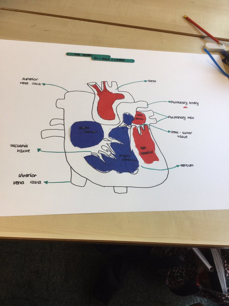 Redhill_GCSEPE's tweet photo. Amazing lesson with year 10 today looking at blood flow in the heart! #gcsepe #cvsystem #creativelearning https://t.co/2YD6bzB4wx