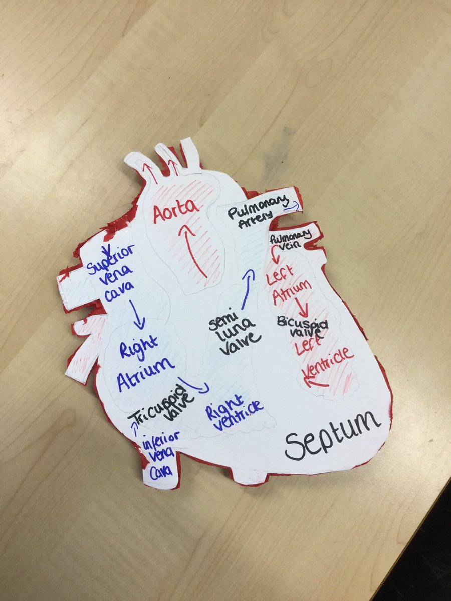 Redhill_GCSEPE's tweet photo. Amazing lesson with year 10 today looking at blood flow in the heart! #gcsepe #cvsystem #creativelearning https://t.co/2YD6bzB4wx