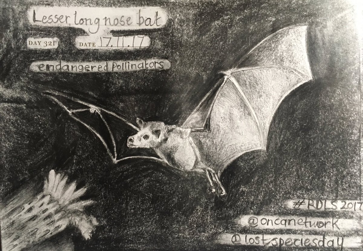 Venster67's tweet photo. One Sketch A Day_17.11.17
'Endangered Pollinators: Lesser long nose bat'
@oncanetwork @lostspeciesday #RDLS2017 #bat https://t.co/0knejnH4D0