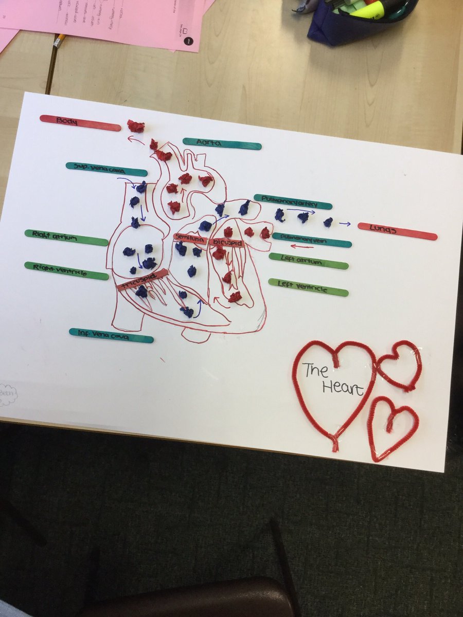 Redhill_GCSEPE's tweet photo. Year 10 GCSE PE #cvsystem #creativelearning #gcsepe https://t.co/YwnbRrNvo2