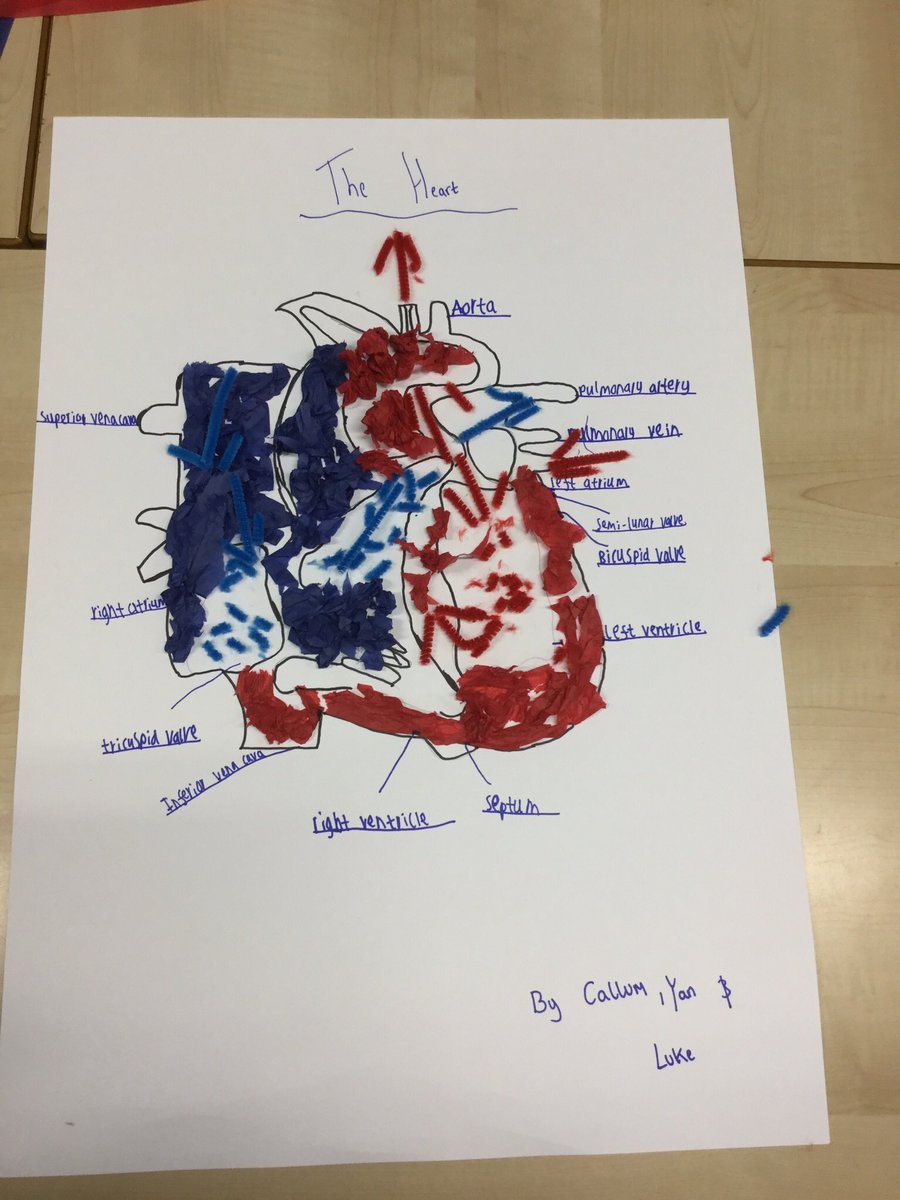 Redhill_GCSEPE's tweet photo. Year 10 GCSE PE #cvsystem #creativelearning #gcsepe https://t.co/YwnbRrNvo2