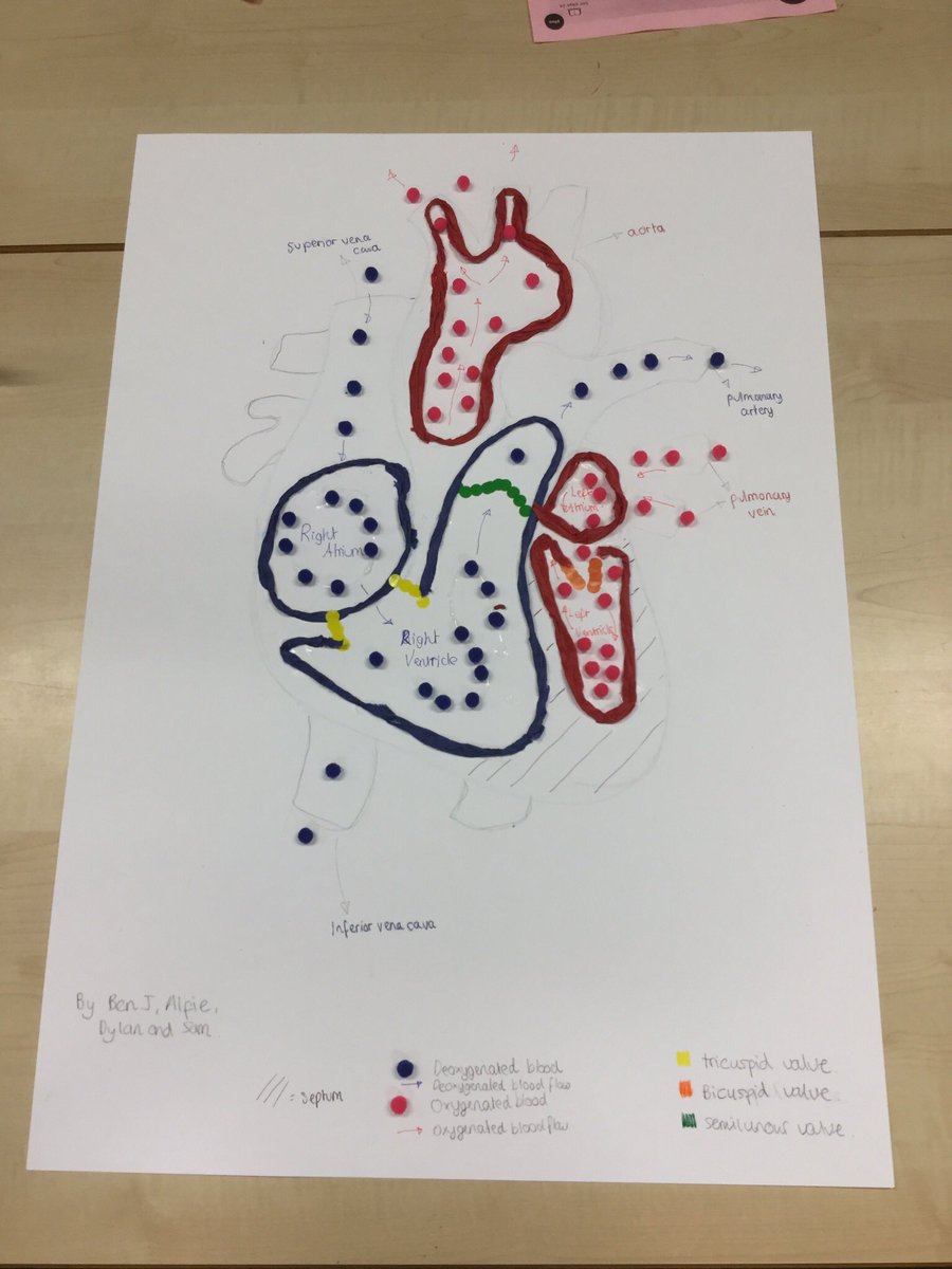 Redhill_GCSEPE's tweet photo. Year 10 GCSE PE #cvsystem #creativelearning #gcsepe https://t.co/YwnbRrNvo2