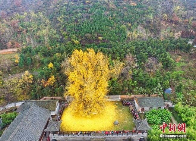 theginkgopages's tweet photo. 1400-year-old ginkgo tree becomes tourist hit in China - https://t.co/rnsoT7XcRr https://t.co/9BRVuX4HXE https://t.co/tZtPwp6isb