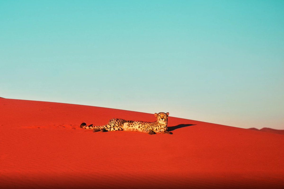 4Discoveryland's tweet photo. Namibia.
Desert Cheetah 
#desert #namibia #cheetah #nature #animal #landscape #red #travel #discovery #world https://t.co/U5Bsy9BQSO