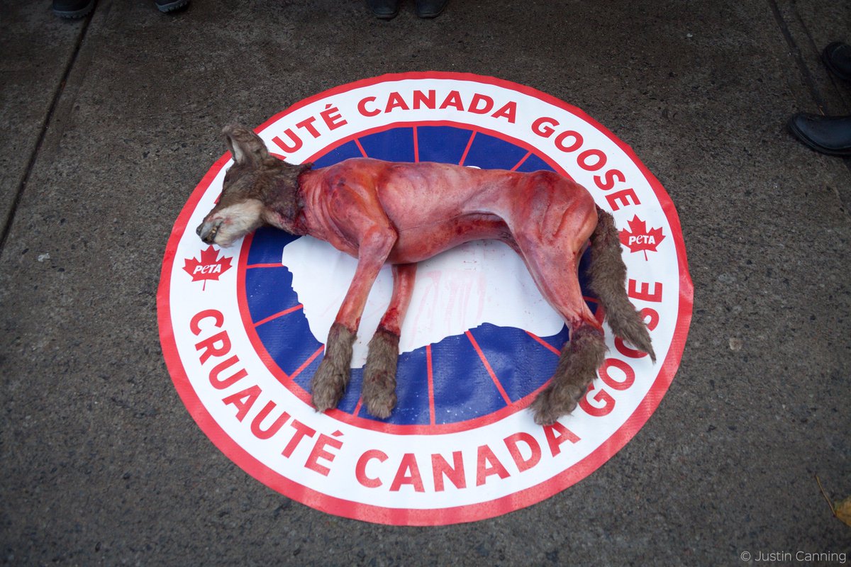 canada goose coyote fur peta canada goose coyote fur peta