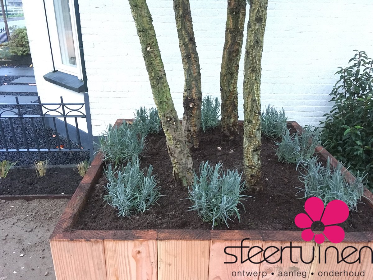 sfeertuinen's tweet image. Gaaf plantenbakkie geworden! #douglashout #lavendula #meerstam #quercus #kurkeik