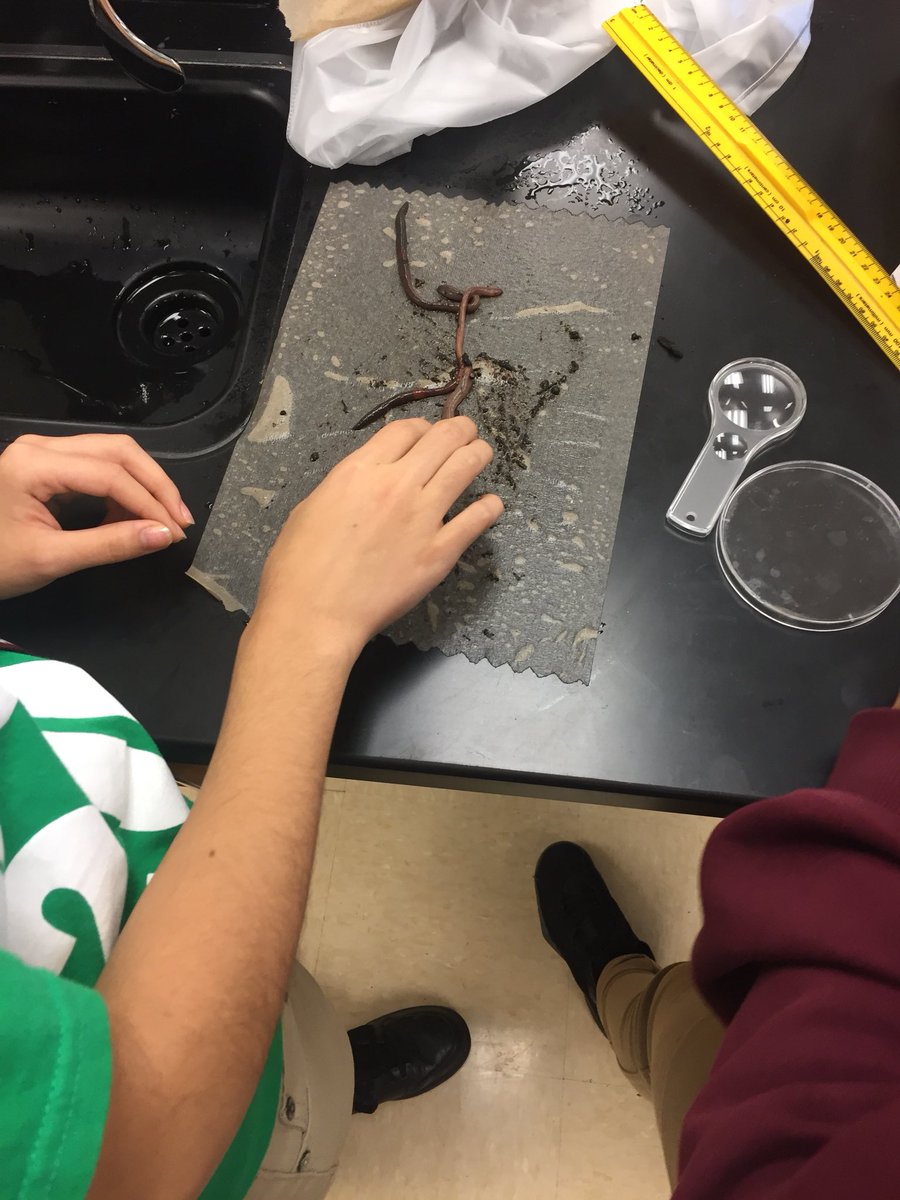 Student for a day! Plot diagram in English, Annotating Primary Sources in History, Test in Health, Earth worms in Bio, and Functions in Math! <a href="/JSMFC/">MortonFreshmanCenter</a> teachers rock! #green3 #MORTONPRIDE #OrgulloMorton #I’mFried!