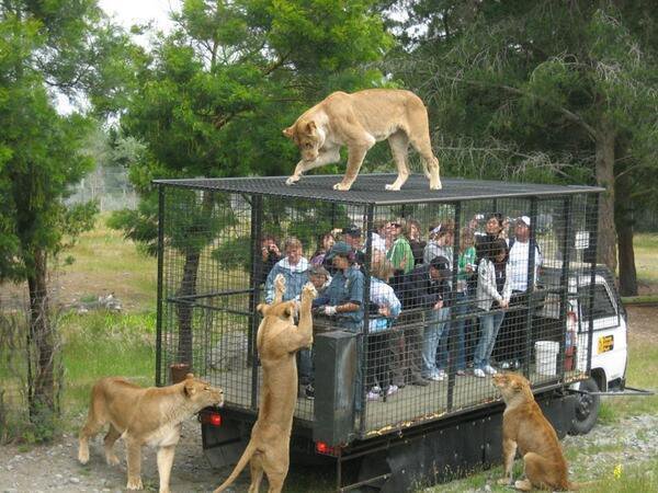 lindafreeman_'s tweet photo. This species is so dangerous it has to be kept in a cage
 | @extinctsymbol @cinnamon_carter RT @MakMakay @Peepsqueak #nature https://t.co/b4sJlxJbei