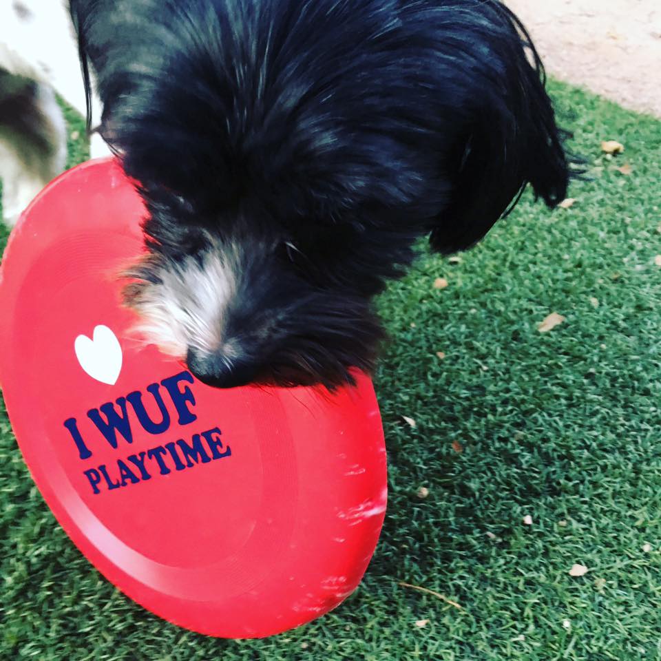 We love our puppy &amp; would love votes for Elvis Marie to win #BestPetInsta! Vote daily thru Nov. #AZFoothills #BestofOurValley #Arizona arizonafoothillsmagazine.com/best-of-our-va…
