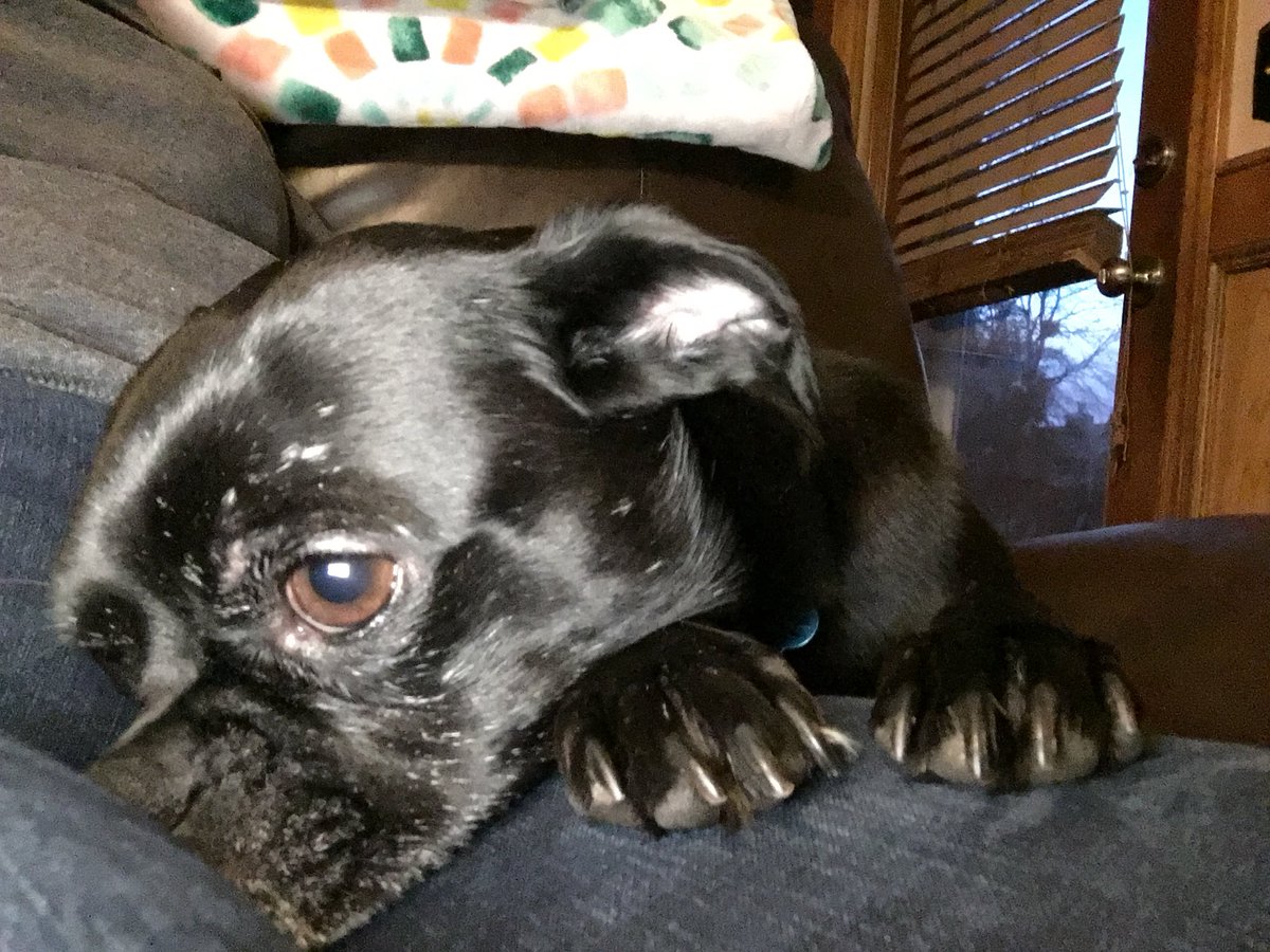 Just FurBabies Pet (jstfurbabies) Twitter