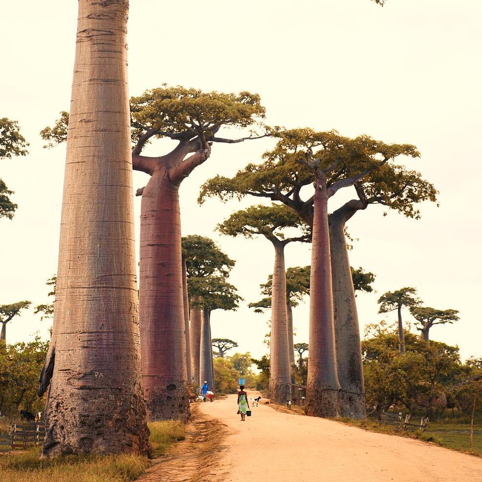 eminyeniacun's tweet photo. Madagaskar da Baobab ağaçları 
#madagascar #baobabtree #travelphotography #africans #gunaydin #goodmorning https://t.co/1baXKPg1Uh https://t.co/9UtlcdM3qW