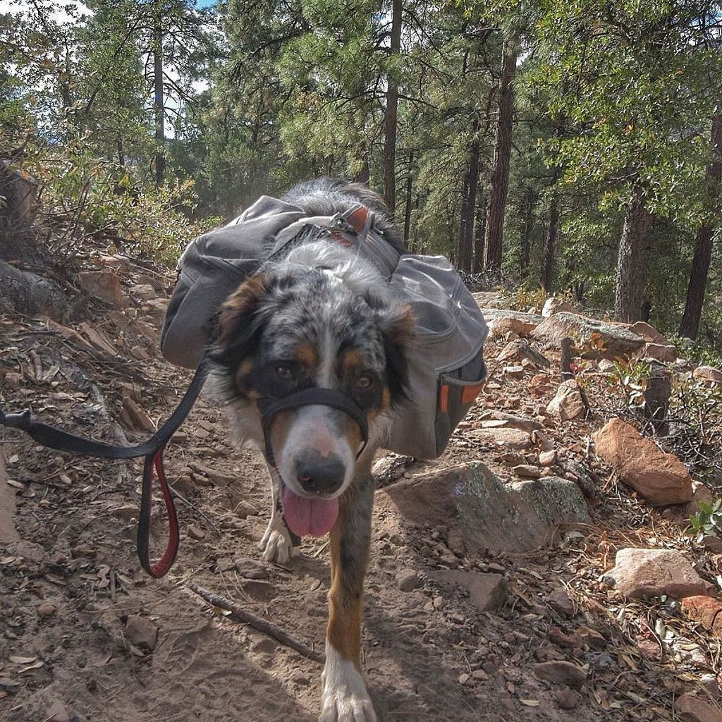 k9xoxo's tweet photo. Love this boy, it isn’t always easy working with his reactivity but he is worth it. #reactivedogsunite #rescuedogsofinstagram #australianshepherd #banjosgotthis #adventuredogintraining #adventuredogs #bluemerle #bluemerleaussie #bluemerleaustralianshephe… https://t.co/oY8NpPMHJw https://t.co/JsmUkzbTwt
