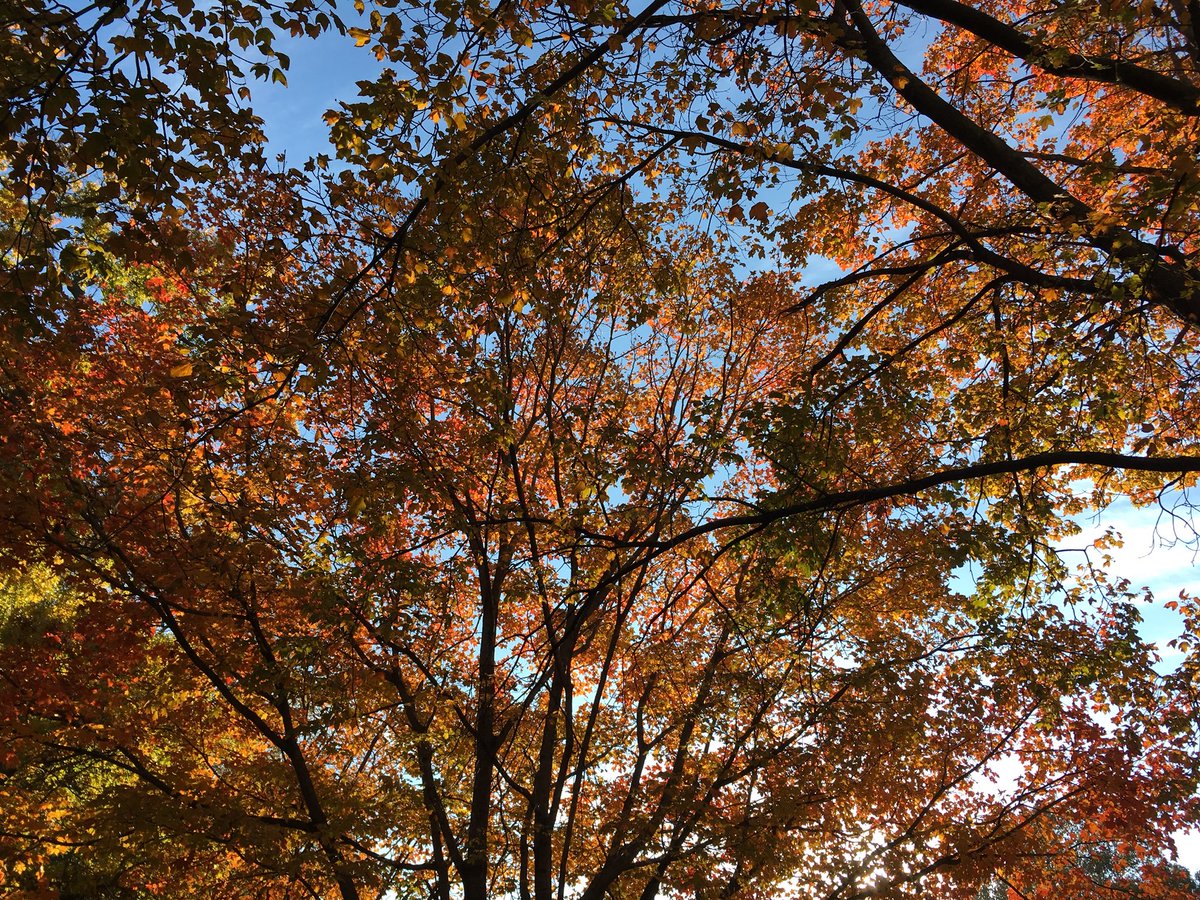 barks4bacon's tweet photo. A lovely fall day, the leaves coming down, nice walk in the morning chill, warm afternoon in the sun, now it’s dark, time for bed. https://t.co/iMhJyR3Jmn