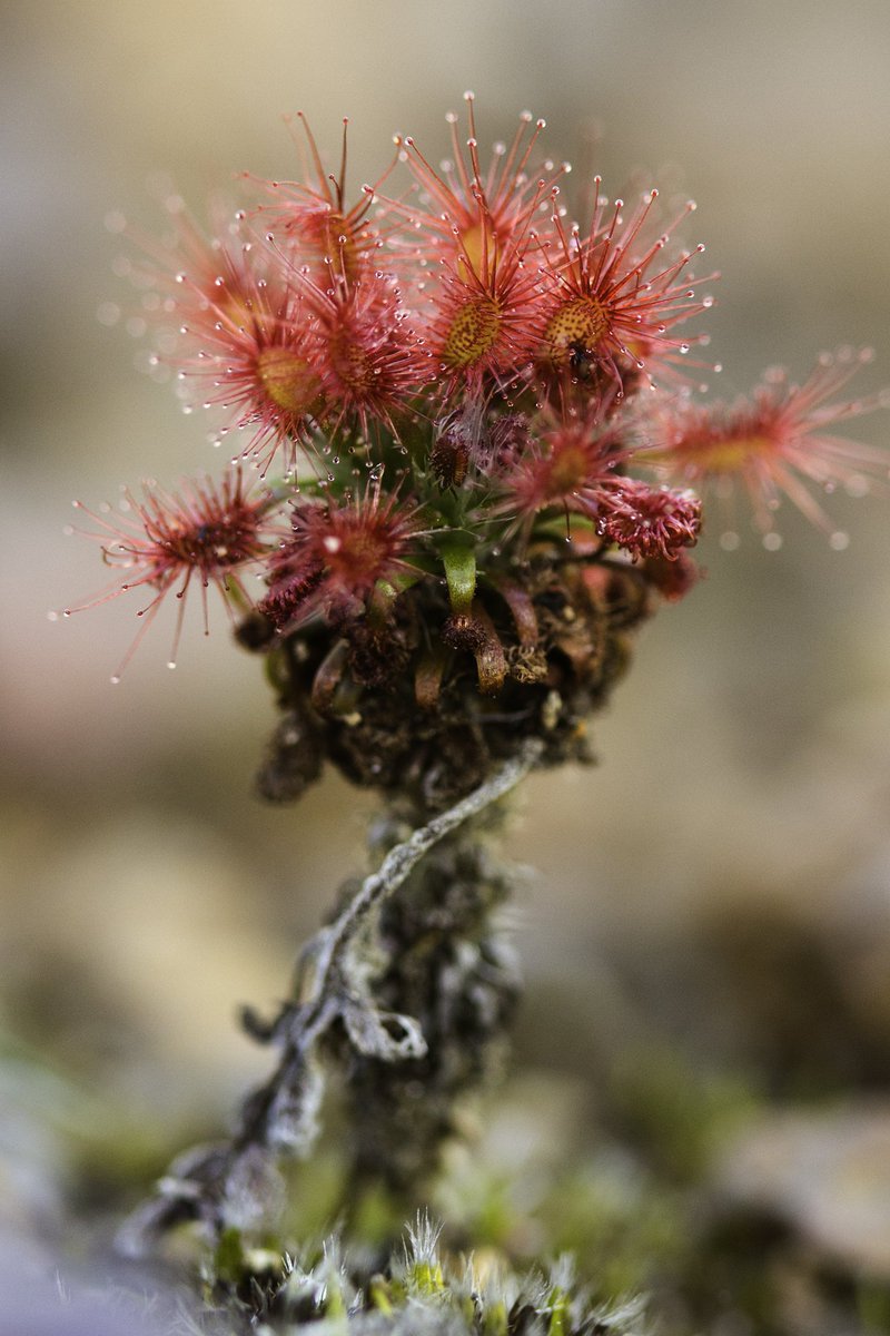 GregBourke3's tweet photo. Drosera lasiantha is a pygmy Drosera from the Porongurup Range in Western Australia growing to just a few cm tall. Its existence is vulnerable with changes in fire regimes and weeds the most likely to threaten. #conservation #Droseraceae #carnivore #nature https://t.co/jPmji6NWpT