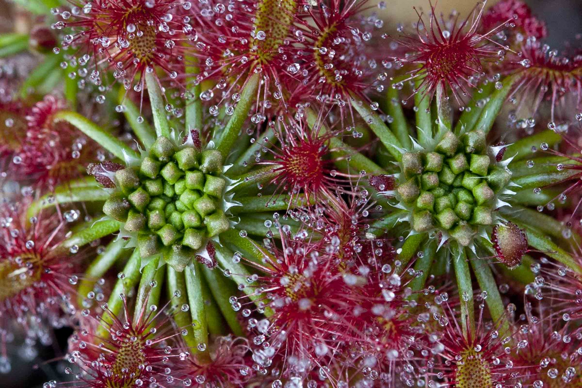 GregBourke3's tweet photo. Drosera lasiantha is a pygmy Drosera from the Porongurup Range in Western Australia growing to just a few cm tall. Its existence is vulnerable with changes in fire regimes and weeds the most likely to threaten. #conservation #Droseraceae #carnivore #nature https://t.co/jPmji6NWpT