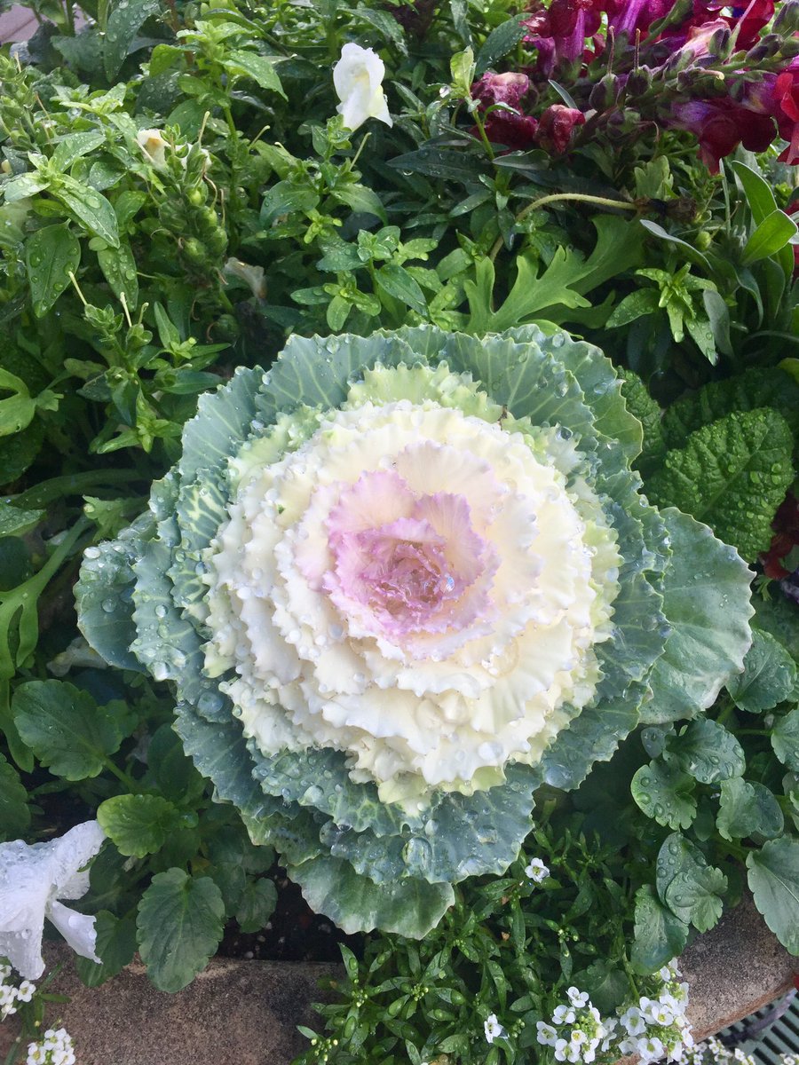 HanzelMolato's tweet photo. Cabbage flower, I guess ! 😊 anyhow it looks nice #Showtime2BecomeWANNE https://t.co/LQ9hg6ySWz