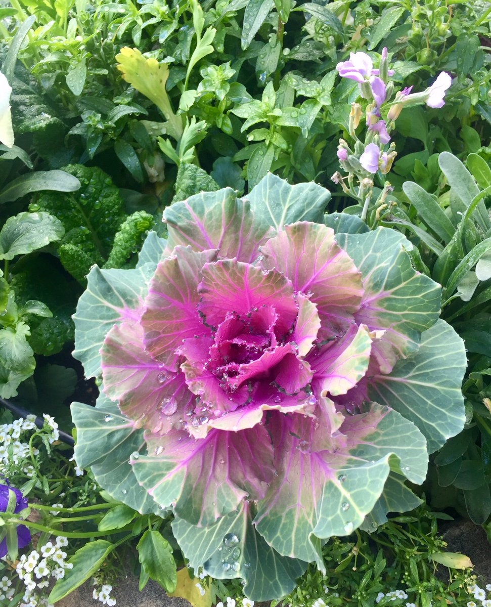 HanzelMolato's tweet photo. Cabbage flower, I guess ! 😊 anyhow it looks nice #Showtime2BecomeWANNE https://t.co/LQ9hg6ySWz