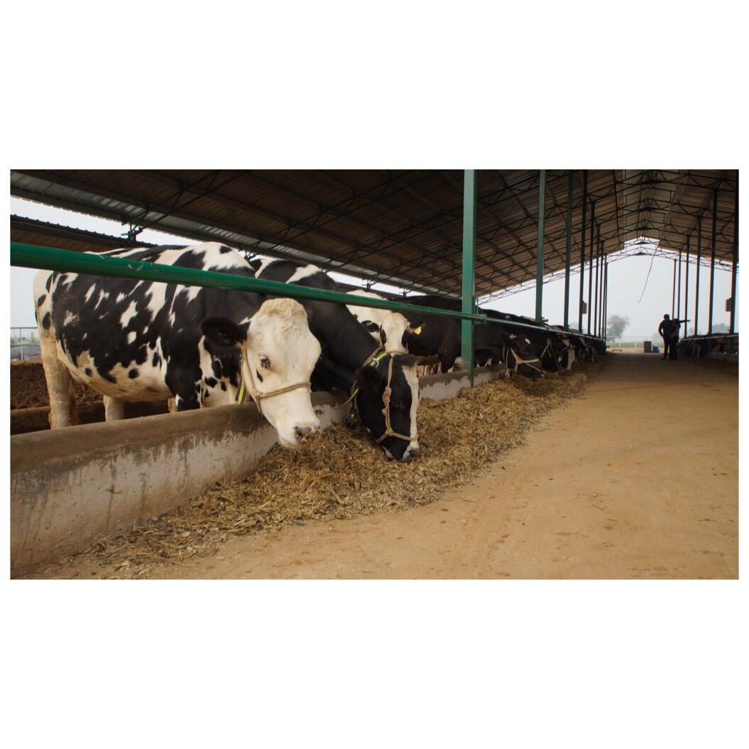 whytefarms's tweet photo. Cleanliness is our top priority! The barns are always kept neat and tidy for our four-legged friends.

#Tastemade #SaveurMag #NYTFood #FoodTalkIndia #LBBD #SoDelhi #Foodstagram #NomNom #FoodBeast #Milk #Cow #FreshMilk #Organic #HappyCows #WhyteFarm #delhi #ncr #delivery #milkman https://t.co/uDn5g4vEjp