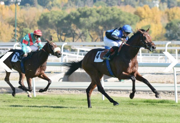 AgaloparTurf's tweet photo. Montjeu y su tribu, el sobreviviente Blandford, ‘Malascaras de calidad’. Manuel Luque desde Dormello https://t.co/tdCJNEWkJM https://t.co/YlnyRu06eB