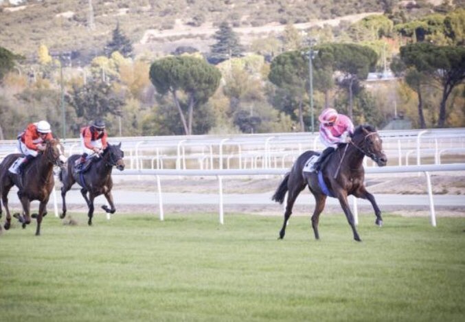 AgaloparTurf's tweet photo. Montjeu y su tribu, el sobreviviente Blandford, ‘Malascaras de calidad’. Manuel Luque desde Dormello https://t.co/tdCJNEWkJM https://t.co/YlnyRu06eB