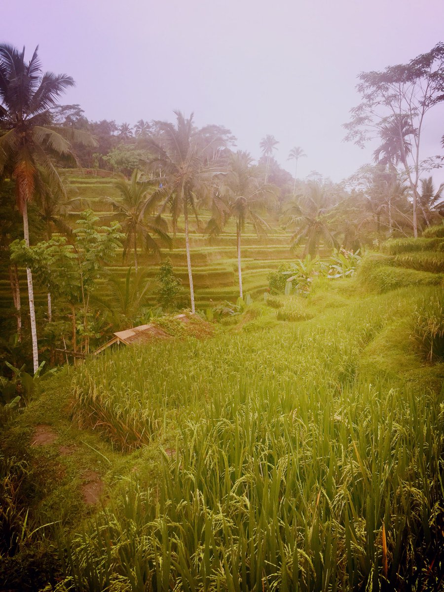 rossmorton1986's tweet photo. @WendyMorton15 @DiscoverBali #riceterace awesome!! https://t.co/KAHtXdlyun
