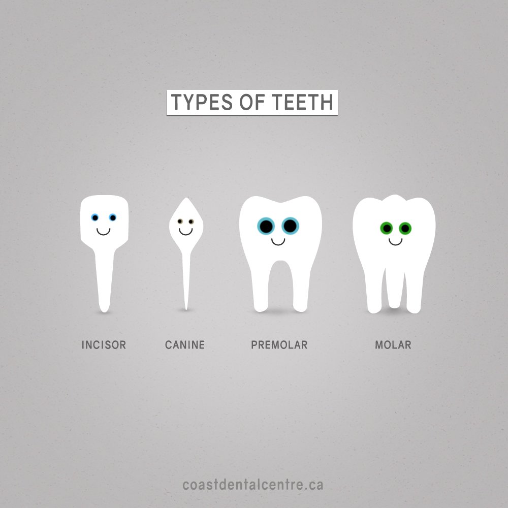 coast_dentalbc's tweet image. Look at these little guys! 😍 These four different types of teeth make up an adult's 32 teeth. Look after them well! To make a dental appointment call us at 604 463 2227
#teeth #teethtypes #illustration #dentaleducation #dentist #oralhealth #mapleridge #dentalhygienist