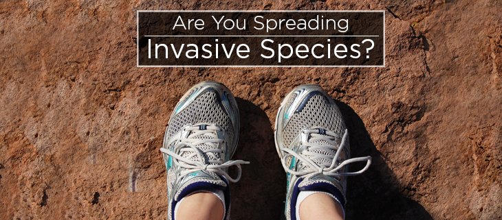 IslandConserv's tweet photo. 5 easy ways you can prevent the spread of #invasive species. #Conservation #Hiking #Camping #Fshing https://t.co/yHFDRkVxch https://t.co/G4cJBcnTK2