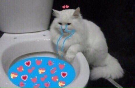 getawayfools's tweet photo. i dreamt i had a cat and the first video i saw this morning is about taylor swift’s cats https://t.co/hLIB9btgtc