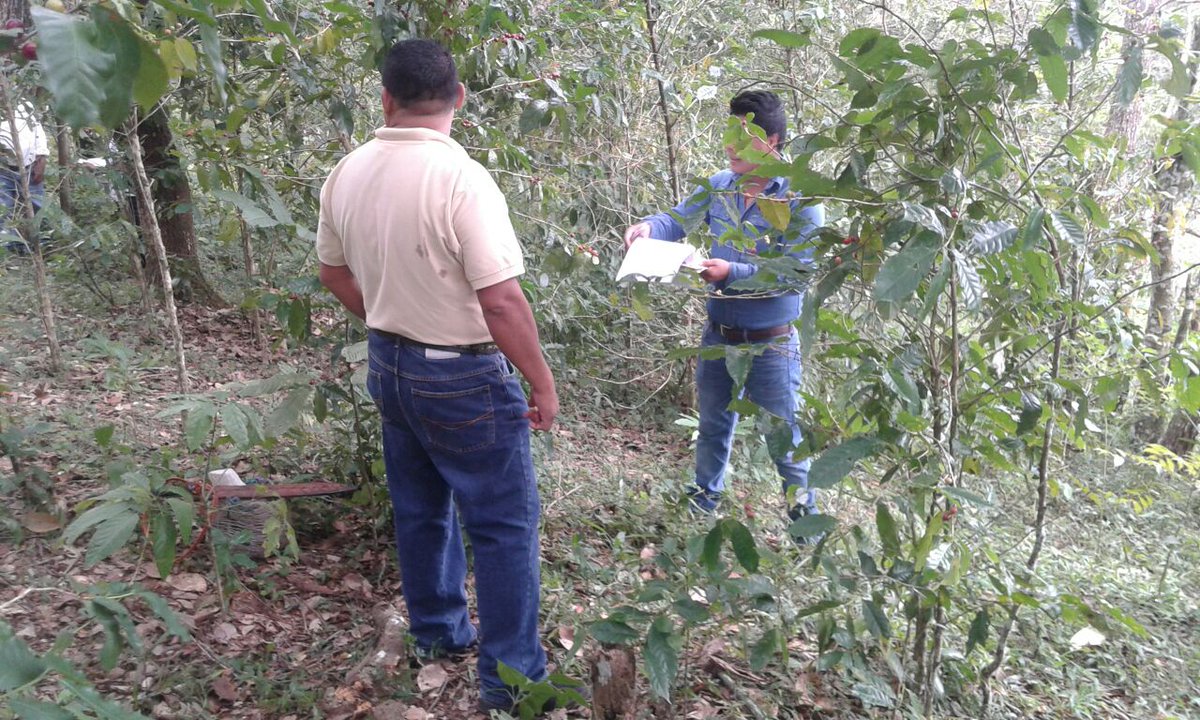 aagroriver's tweet photo. Finaliza evaluacion con productores de el Zacatal, Oax, en el EC0272 Cosecha de cafe @PerlaIbaez2 @incarural @Mely_Romero @LeticiaInca @linosma https://t.co/tPgXiq9MtG