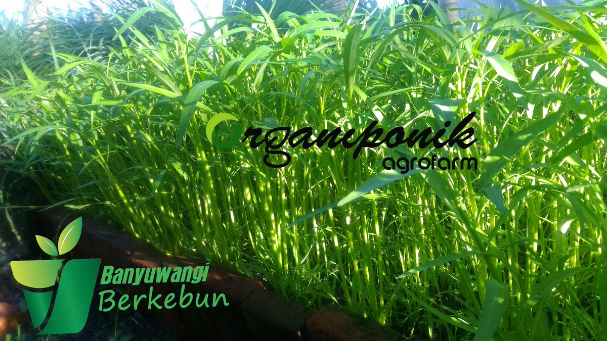 Organiponik's tweet photo. Pagi yg ceraah😍
Panen dan mari kita tumis".
@bwangiberkebun @IDberkebun 
.
.
.
#kangkung #kangkungorganik #organiponikagrofarm https://t.co/qsWD6RbOKq