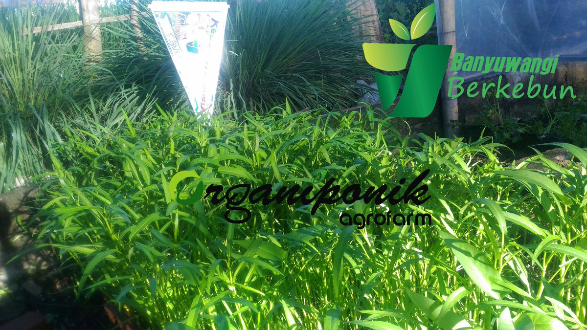 Organiponik's tweet photo. Pagi yg ceraah😍
Panen dan mari kita tumis".
@bwangiberkebun @IDberkebun 
.
.
.
#kangkung #kangkungorganik #organiponikagrofarm https://t.co/qsWD6RbOKq