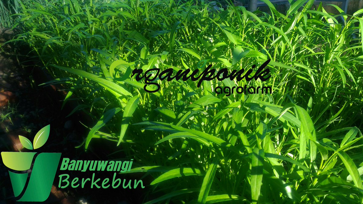 Organiponik's tweet photo. Pagi yg ceraah😍
Panen dan mari kita tumis".
@bwangiberkebun @IDberkebun 
.
.
.
#kangkung #kangkungorganik #organiponikagrofarm https://t.co/qsWD6RbOKq