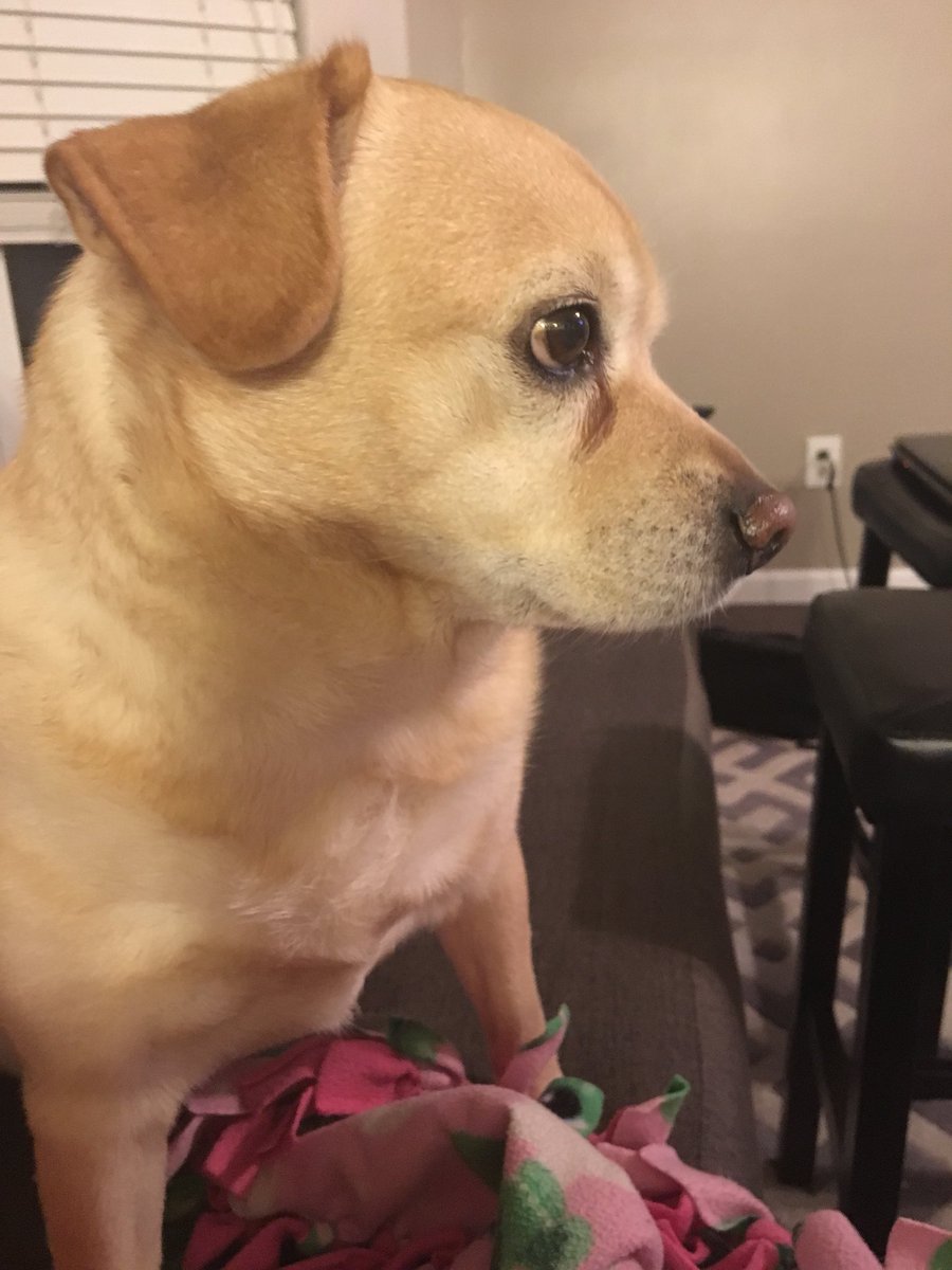 LibbiLouWho's tweet photo. Guys! My life makes sense again. Reunited with my Muggle. #puggle #puggletrouble https://t.co/X1w3VMrRZz