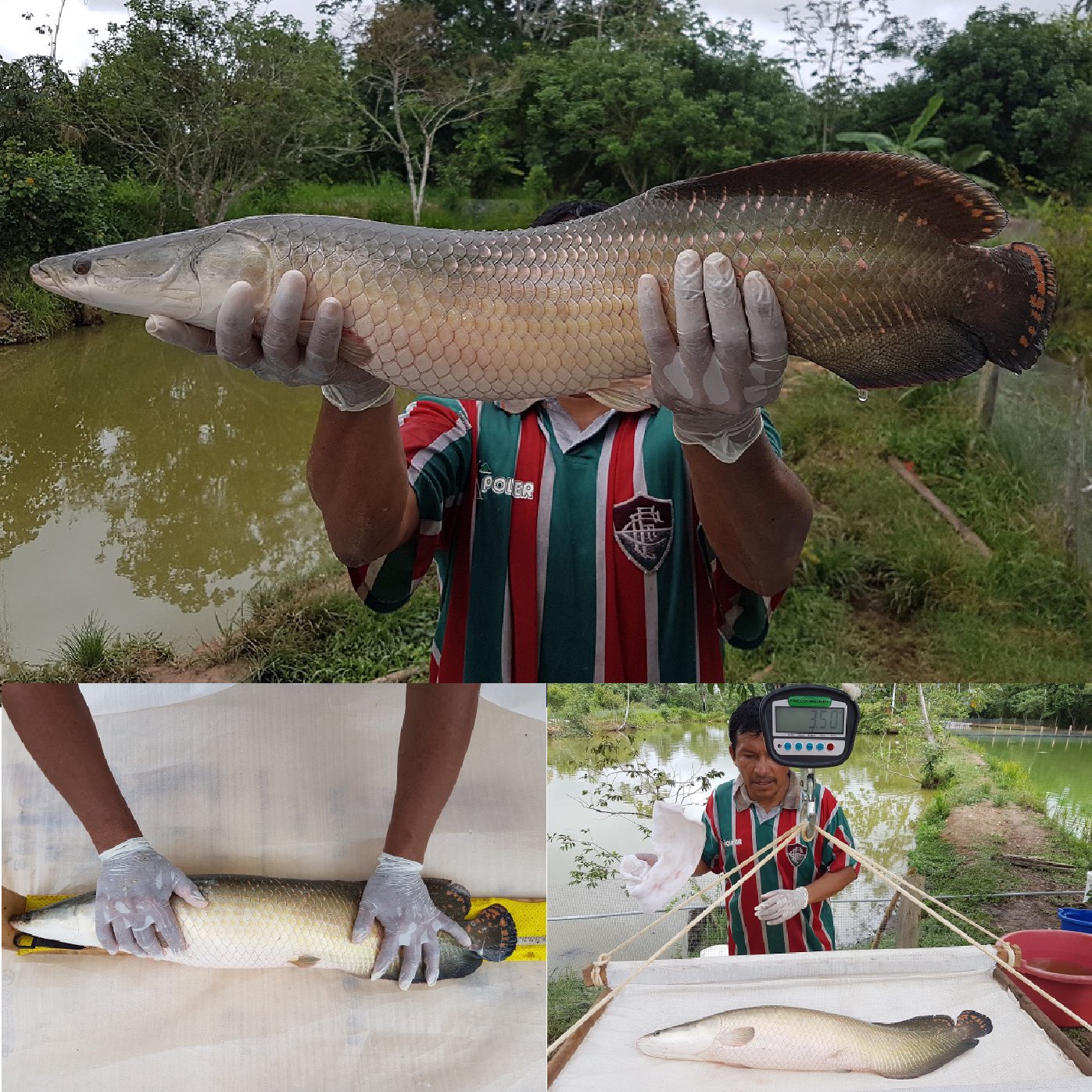 ペルーでピラルクーの養殖 בטוויטר ピラルクー ２回目産卵ロット 約３００匹 孵化後８か月目 の計測 孵化後８か月で３ｋｇ以上になることが再確認出来た ピラルクー ピラルク パイチェ アマゾン川 淡水魚 水族館 淡水魚水族館 観賞魚 美食 グルメ