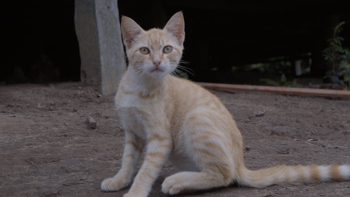 AmazonJungleJen's tweet photo. All these exotic animals in the Amazon... but there are also your regular pets too! Who ever thought household kitties would be in the jungles?! #Amazon #AmazonArising https://t.co/0FWzo1JDQA