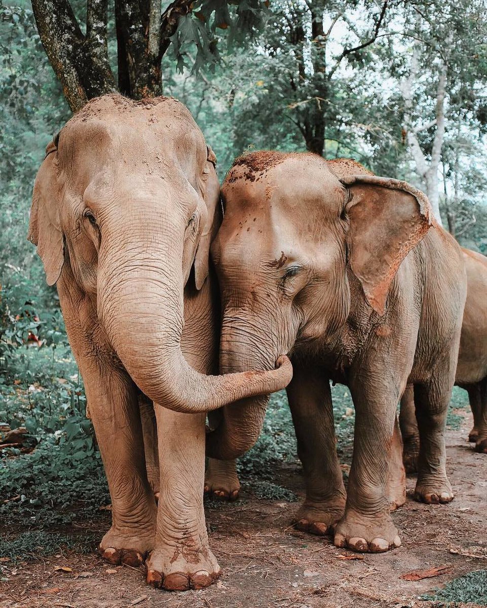 alphatrends's tweet photo. thats a great policy Mr "President"  lets kill these amazing and innocent creatures and hang them on our walls.  great policy douchebag https://t.co/1WSh9m0hfB
