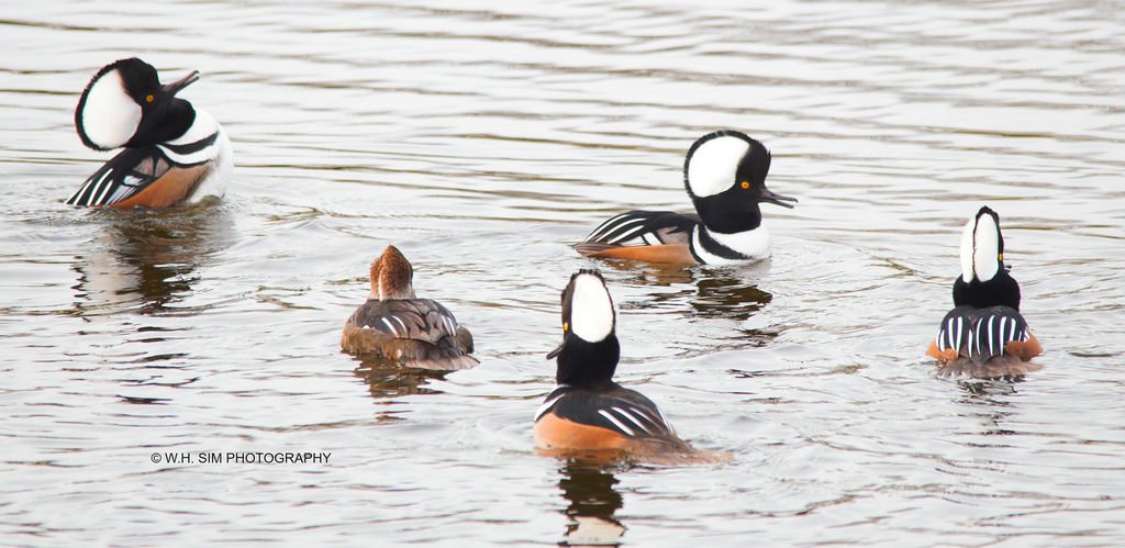 she's just not interested. or amused. 7 male #hoodedmergansers try to court a single female today at the local pond. youtu.be/ndNEx-2vi0I