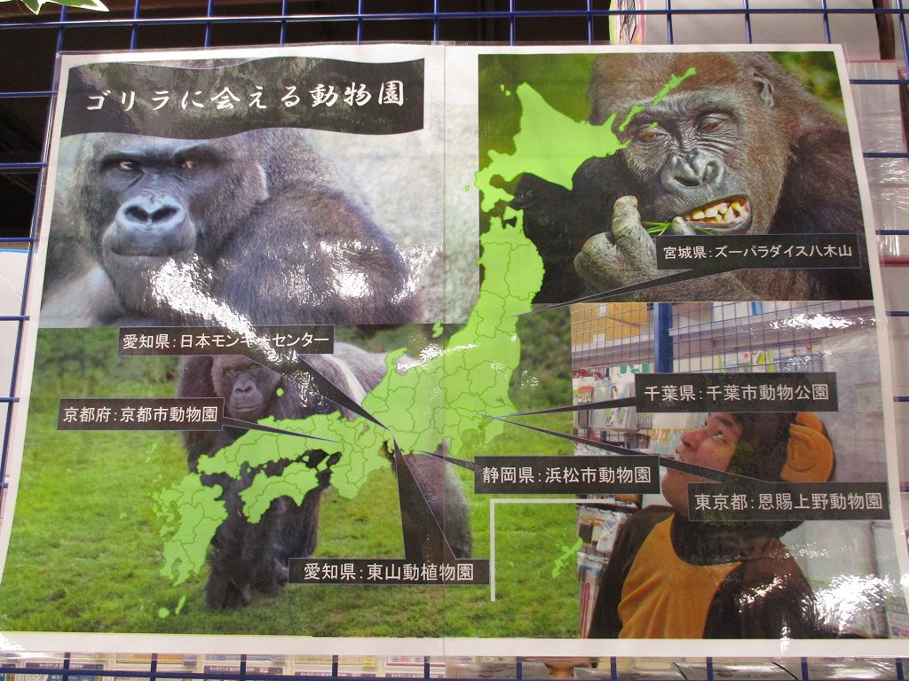アニメイト渋谷 短縮営業中 على تويتر ゴリラ ごりめいとからゴリラに興味を持った方々に朗報です ゴリラを見られる動物園をまとめたマップを作りました 調べてみると ７つの動物園でしか見られないみたいシブね 個人的に一番驚いたのは 八木山動物公園の名前