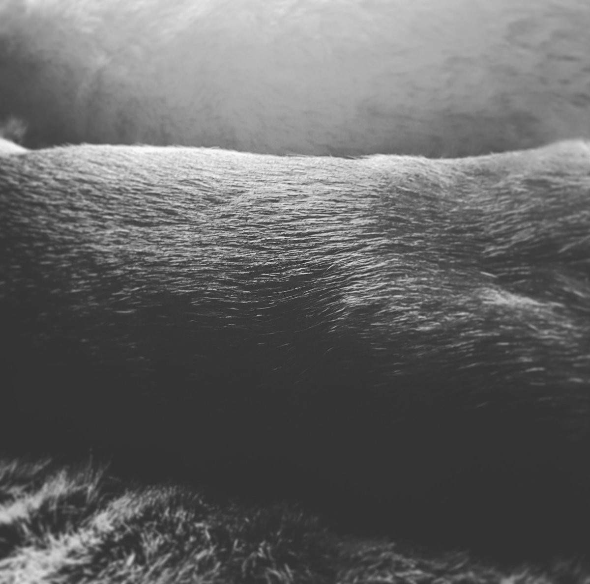 Day 5. Black and white photo series. No people or explanation. #BlackAndWhiteChallenge #blackandwhitephotography #photography
