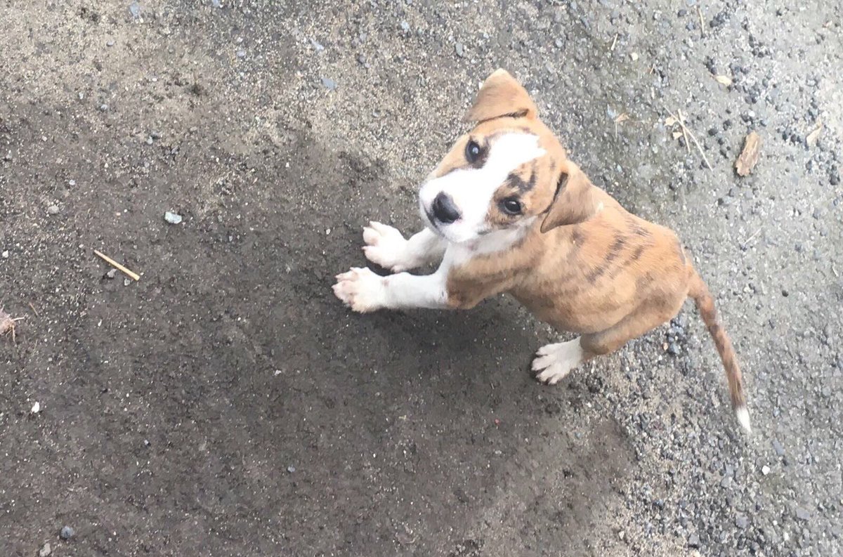PabloMarquezh's tweet photo. Tengo estos perritos para regalar 

Por Favor Retweet https://t.co/l2lBXRl24q