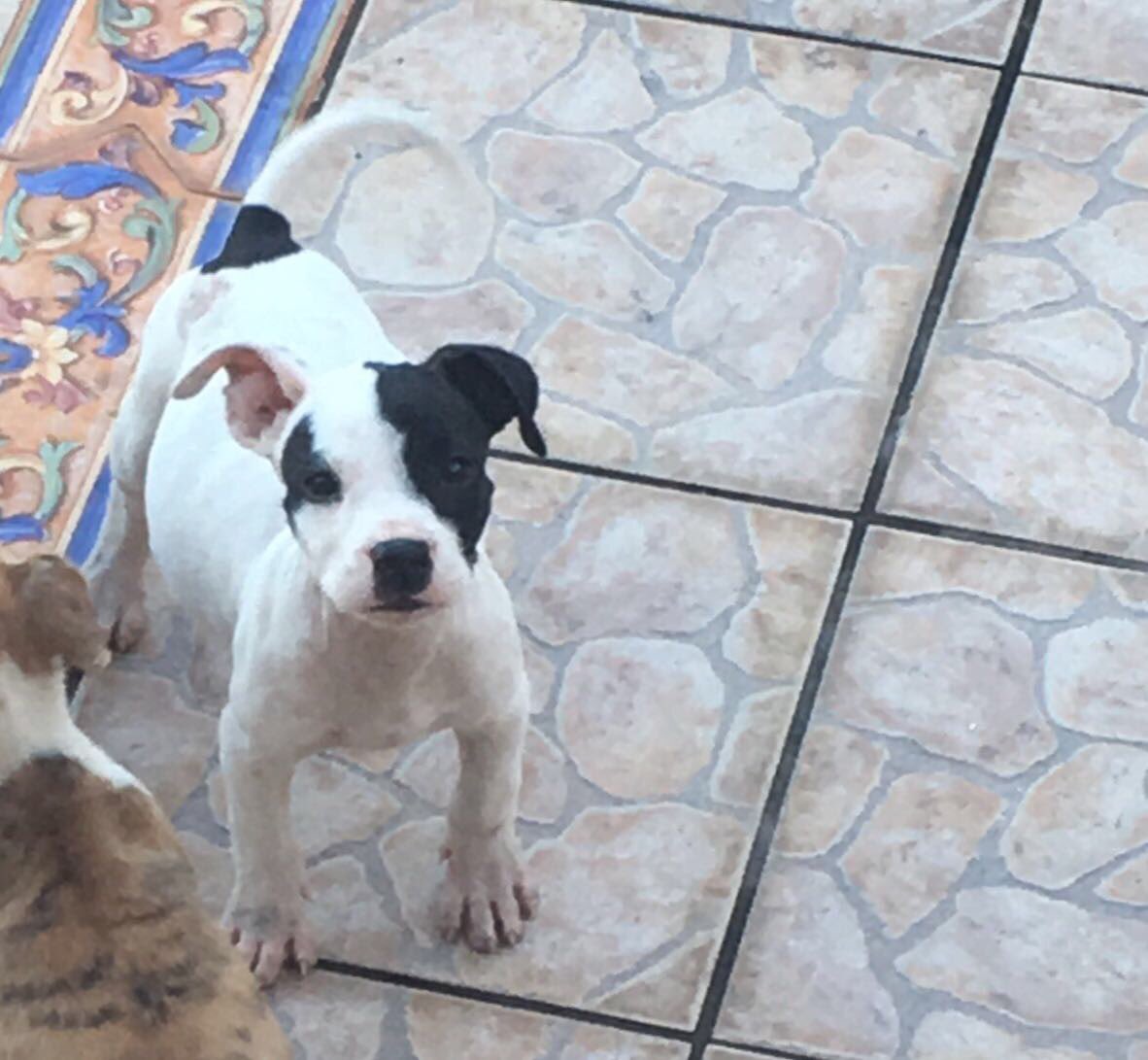 PabloMarquezh's tweet photo. Tengo estos perritos para regalar 

Por Favor Retweet https://t.co/l2lBXRl24q