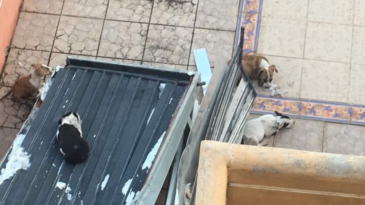 PabloMarquezh's tweet photo. Tengo estos perritos para regalar 

Por Favor Retweet https://t.co/l2lBXRl24q