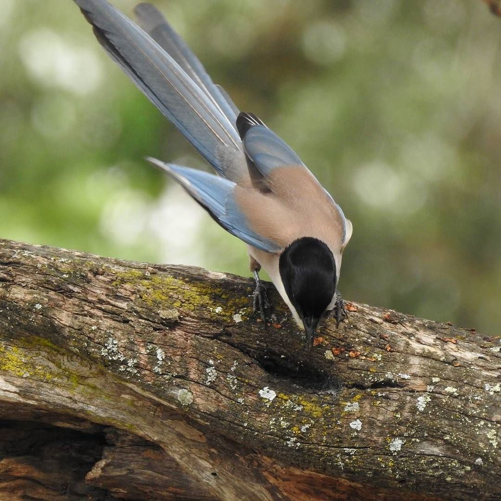 What are you up to this weekend?

#iberianmagpie #busy #tree #algarve #birding #birdphotography ift.tt/2zOQOIm