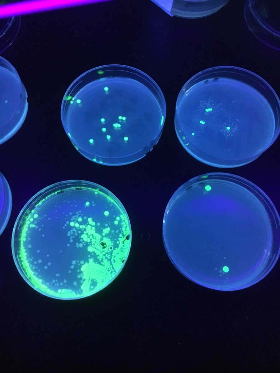 Hey Now 🎉👏🏽👏🏽👏🏽 AP bio had successful transformation!!! (Our E. coli took up genetically engineered plasmids) #erhs
