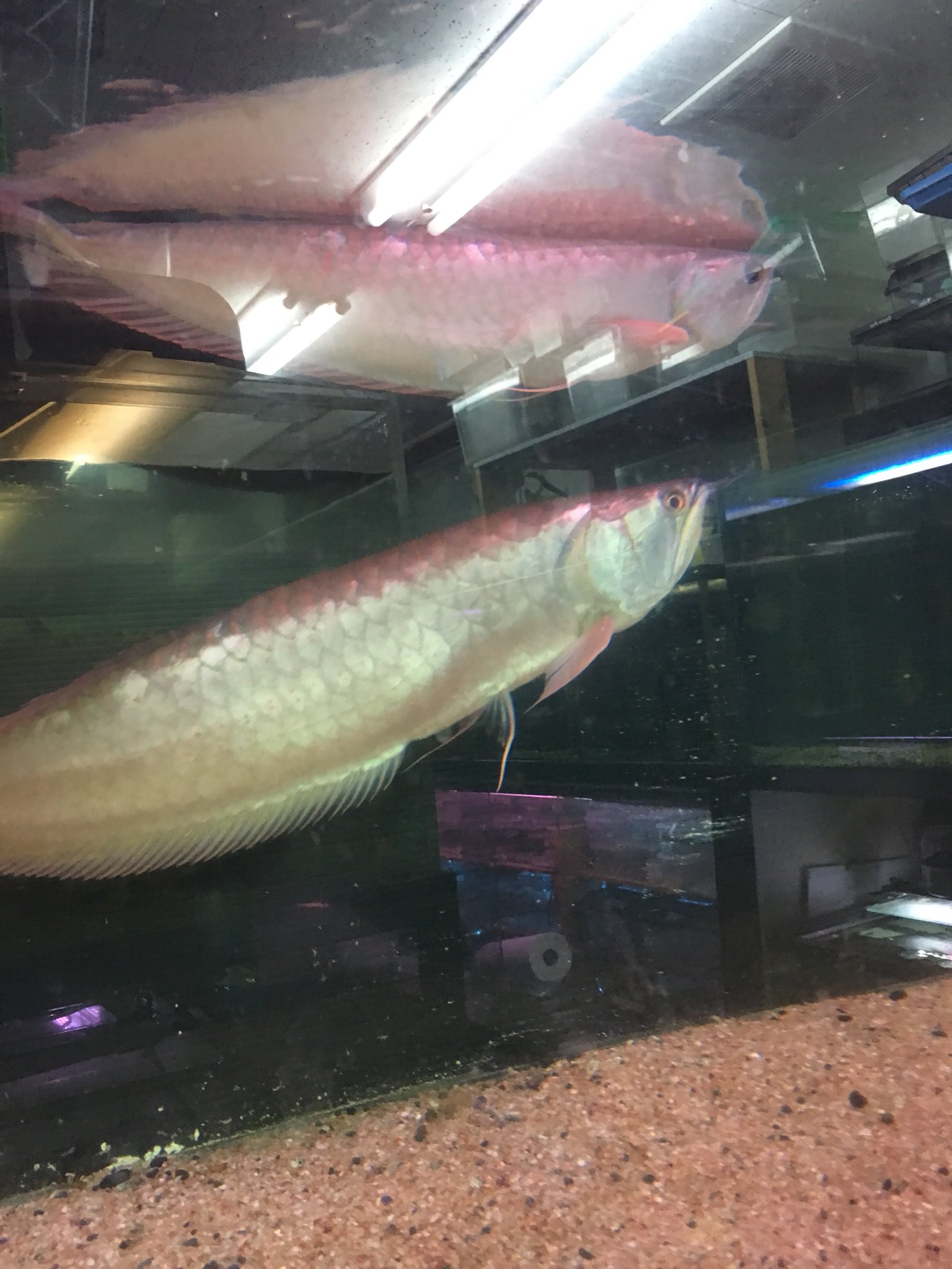 熱帯魚 加藤商店 シルバーアロワナ入荷しました 小さい方が50cmぐらいで6000円です 大きい方が60cmぐらいで8000円です T Co Haxnwhwgwa Twitter