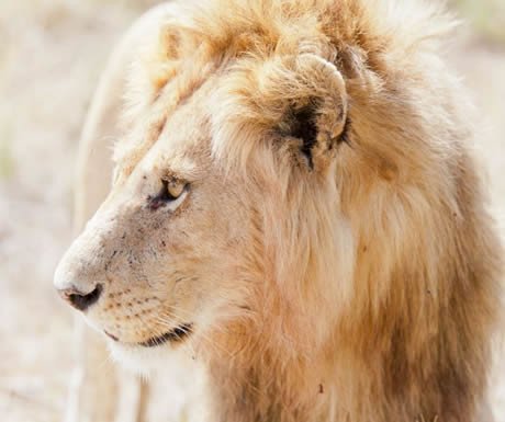 _Bachelorettes's tweet photo. 5 of the best luxury camps and lodges in Tanzania - A Luxury Travel Blog https://t.co/jpxKr2fcmn https://t.co/EGmx6yJxud