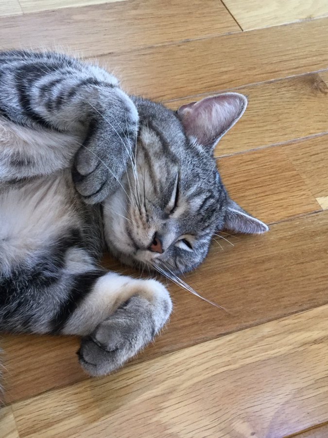 大宮で人気の猫カフェまとめ 料金や口コミを比較しておすすめを厳選 Travel Star