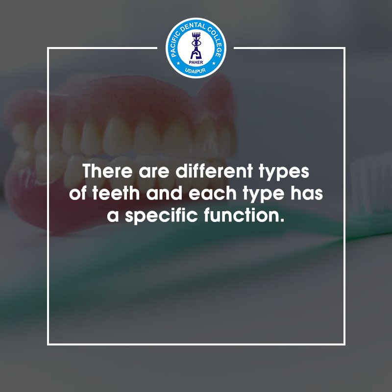 pacific_dental_'s tweet image. Incisors are meant for biting of pieces from food.
Canines are meant for holding and tearing apart the food.
Molars are meant for grinding the food.
#PacifcDental #Fact #TeethTypes