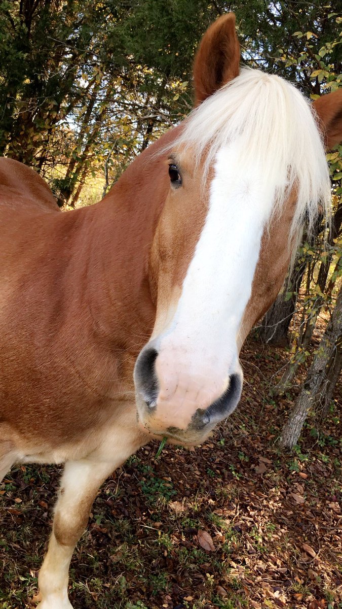 Anime_Bishhh's tweet photo. This beautiful horse was in my neighborhood and he let me pet him❤️☺️ https://t.co/w5LW7Nuw9B